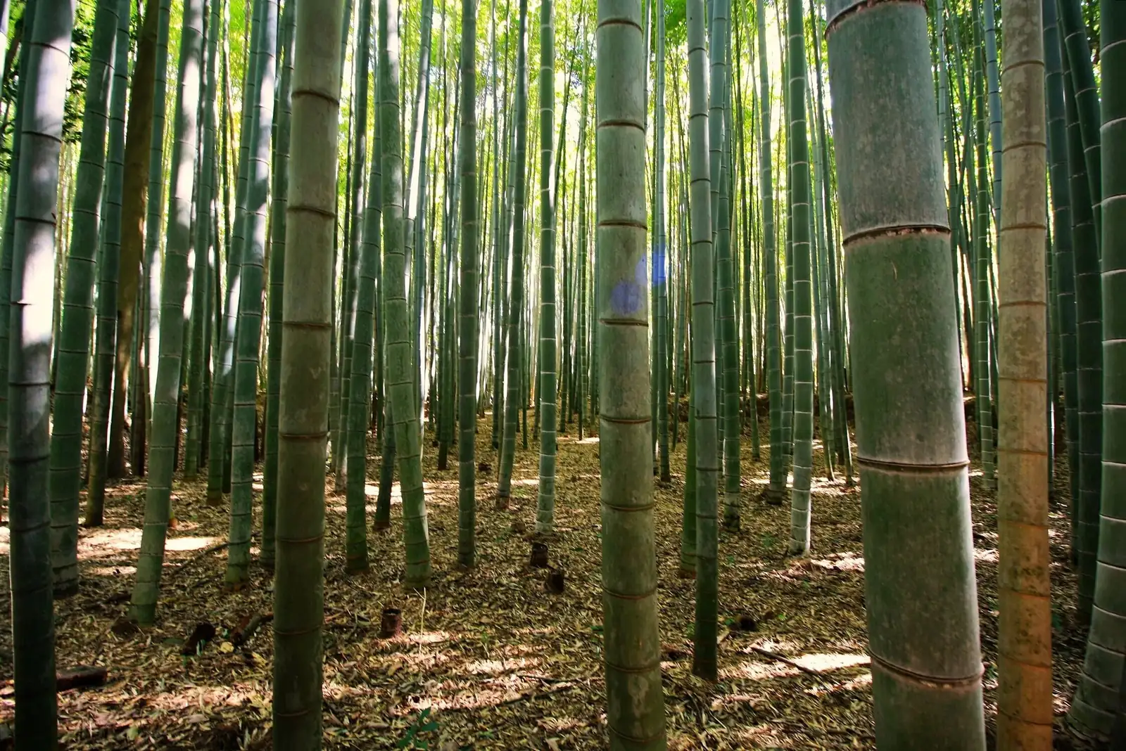 毛竹 (Phyllostachys edulis) — 特写
