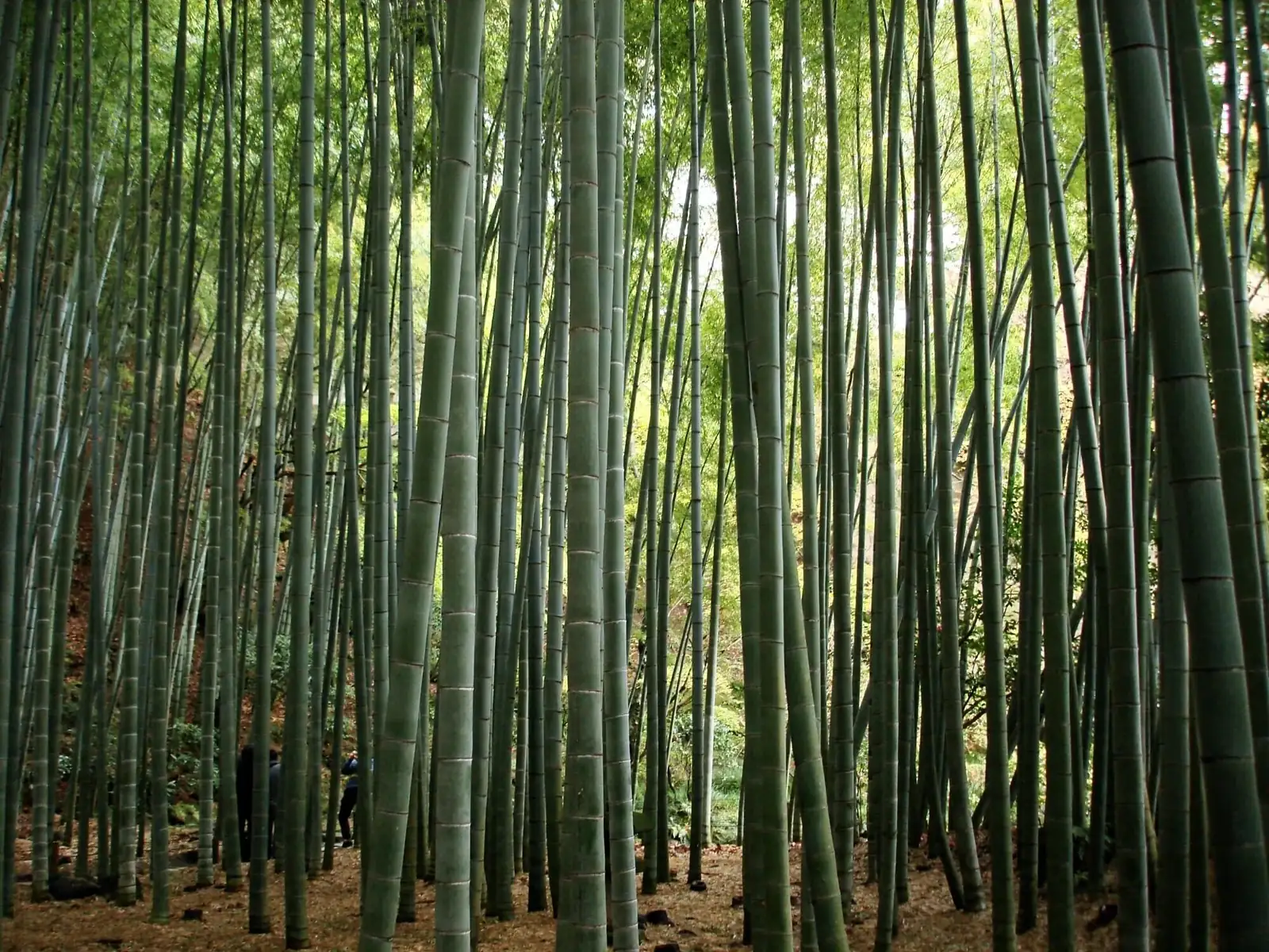毛竹 (Phyllostachys edulis) — 环境展示
