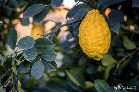 香橼 (Citrus medica) — 细节
