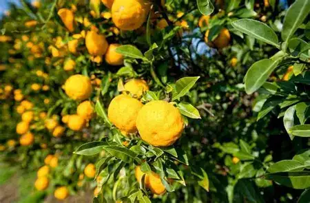 香橼 (Citrus medica) — 特写