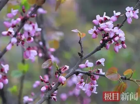 湖北紫荆 (Cercis glabra) — 环境展示