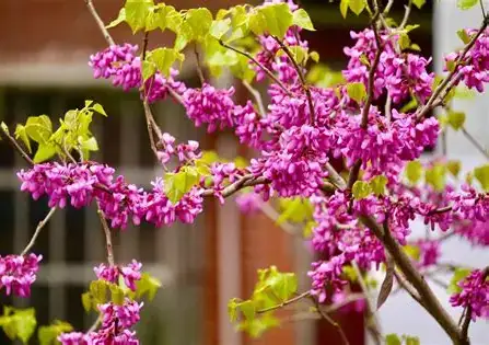 湖北紫荆 (Cercis glabra) — 更多视角