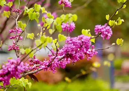 湖北紫荆 (Cercis glabra) — 更多视角