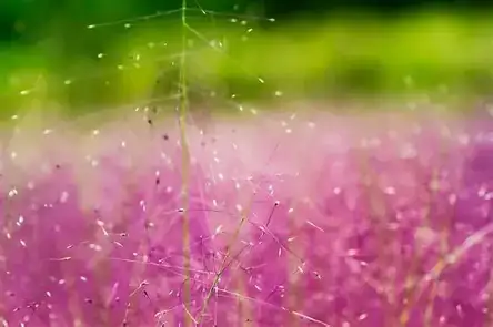 粉黛乱子草 (Muhlenbergia capillaris) — 细节