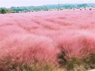 粉黛乱子草 (Muhlenbergia capillaris) — 特写
