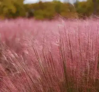粉黛乱子草 (Muhlenbergia capillaris) — 环境展示