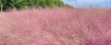 粉黛乱子草 (Muhlenbergia capillaris) — 更多视角