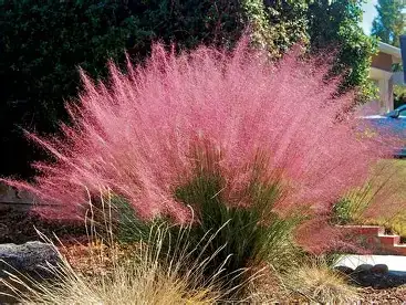 粉黛乱子草 (Muhlenbergia capillaris) — 更多视角
