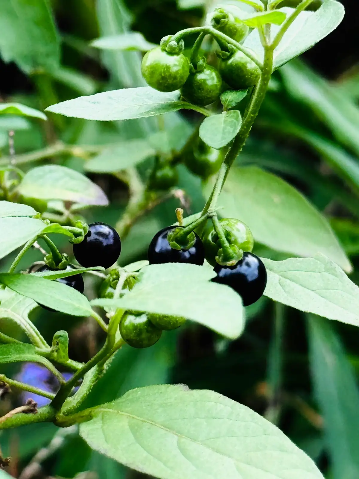 龙葵 (Solanum nigrum) — 主图