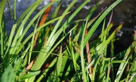 石菖蒲 (Acorus tatarinowii) — 主图