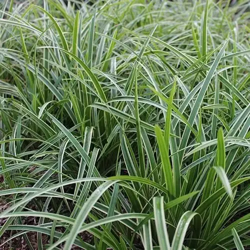 麦冬 (Ophiopogon japonicus) — 环境展示