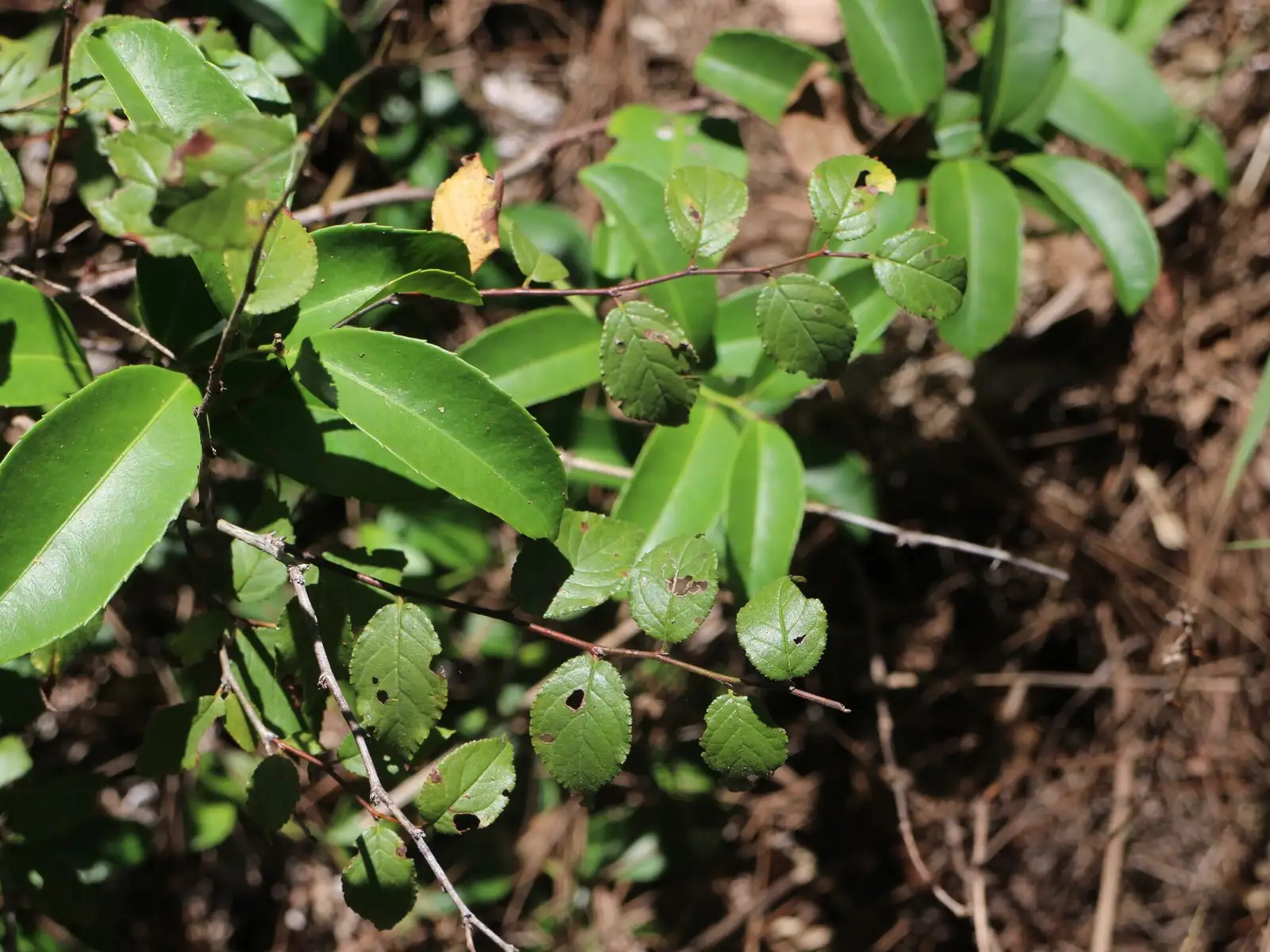 郁李 (Cerasus japonica) — 更多视角