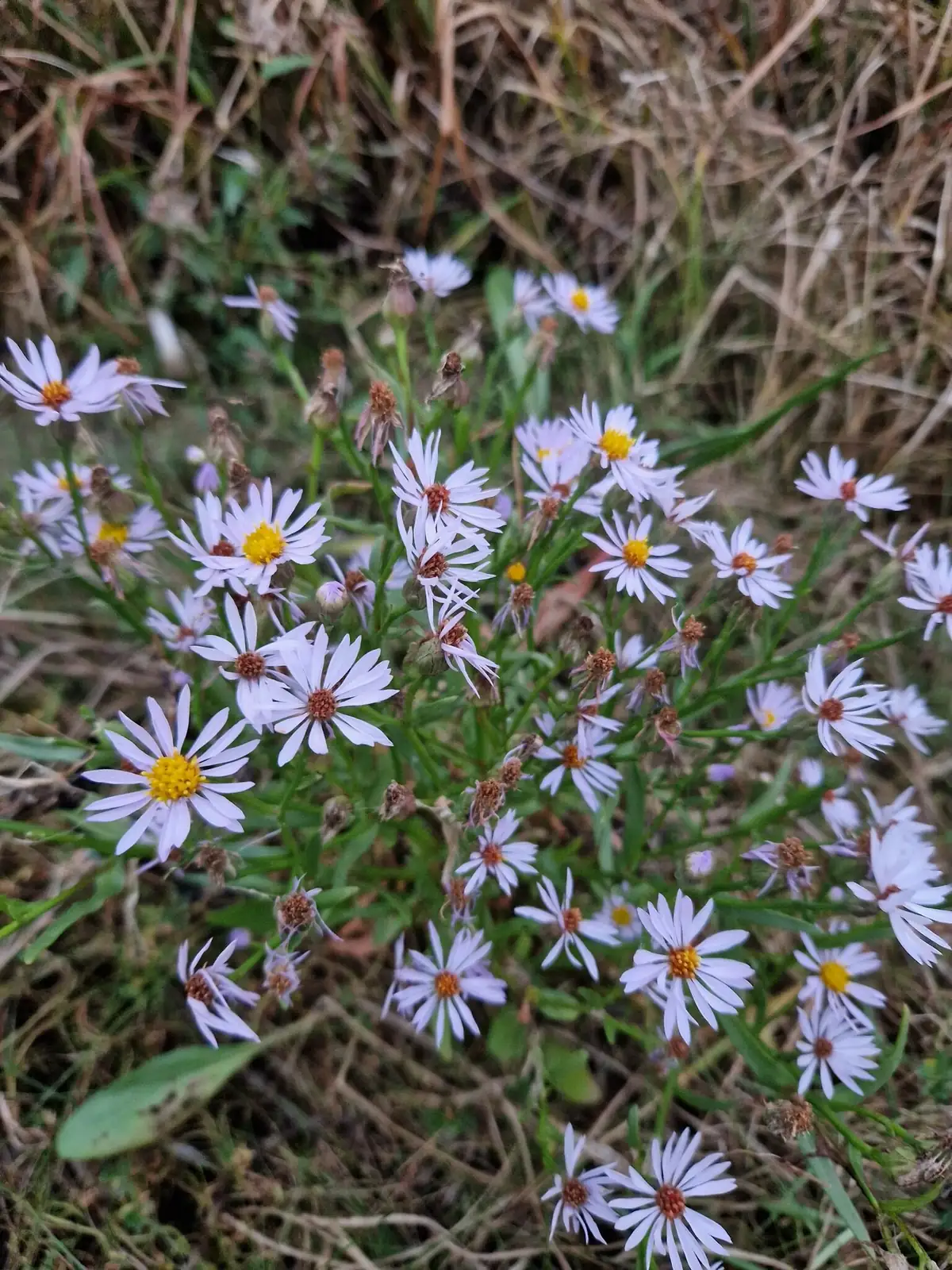 碱菀 (Tripolium vulgare) — 环境展示