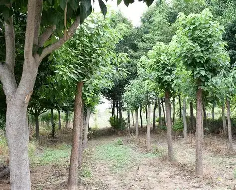 杜仲 (Eucommia ulmoides) — 环境展示
