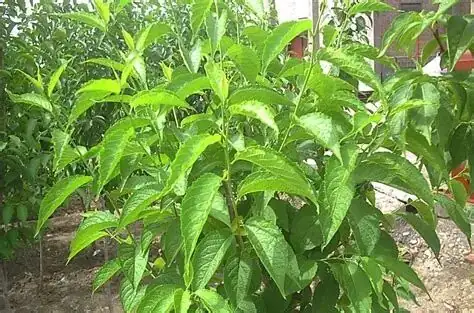 杜仲 (Eucommia ulmoides) — 主图