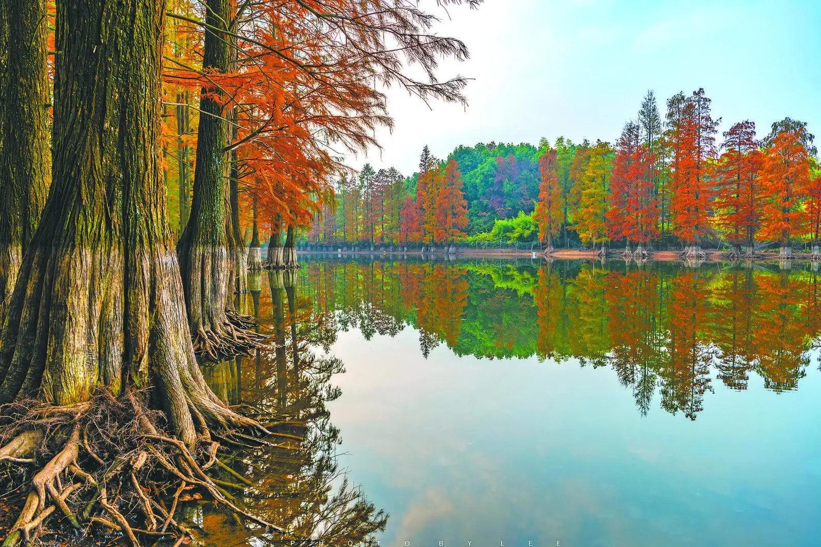 水杉 (Metasequoia glyptostroboides) — 主图