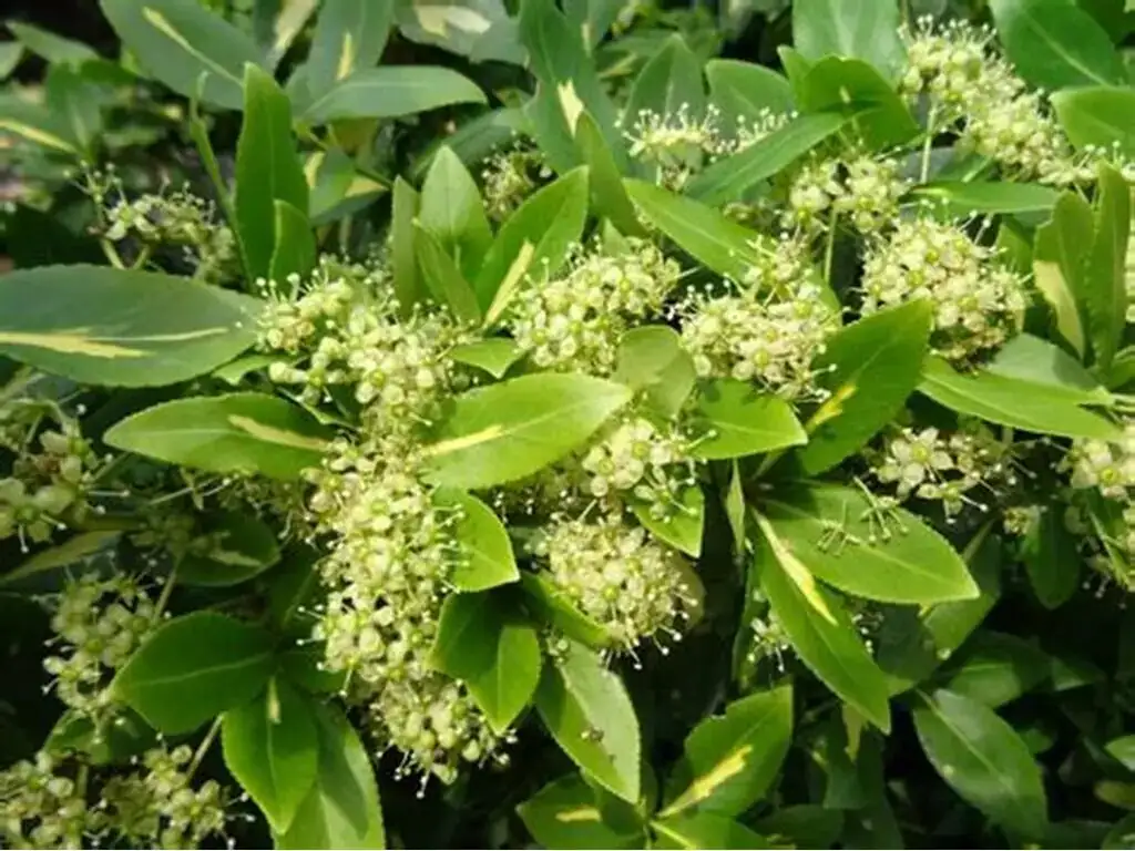 女贞 (Ligustrum lucidum) — 环境展示
