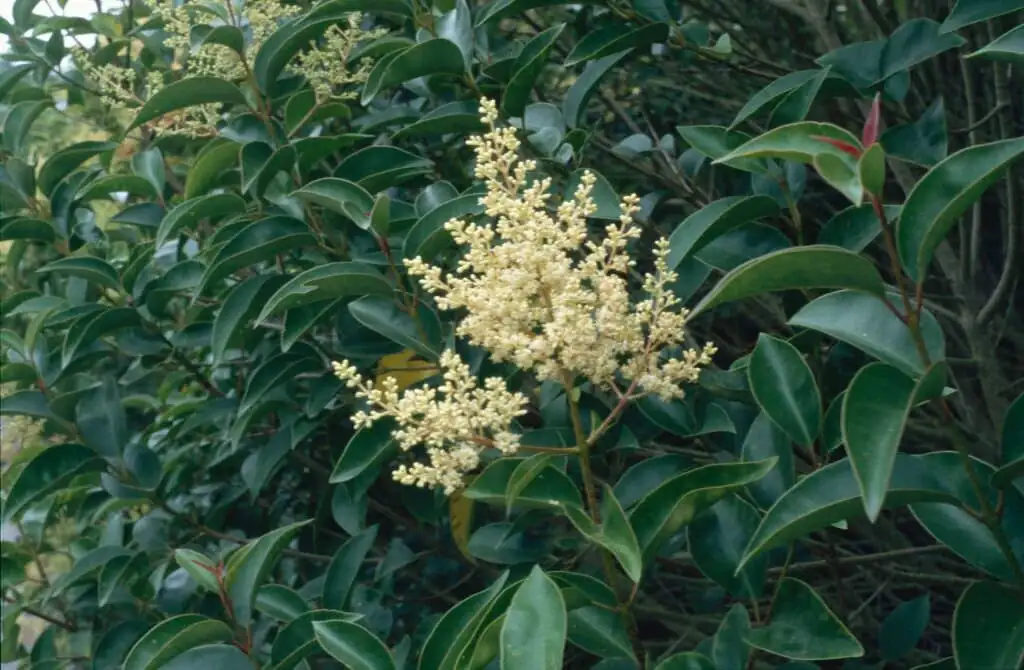 女贞 (Ligustrum lucidum) — 更多视角