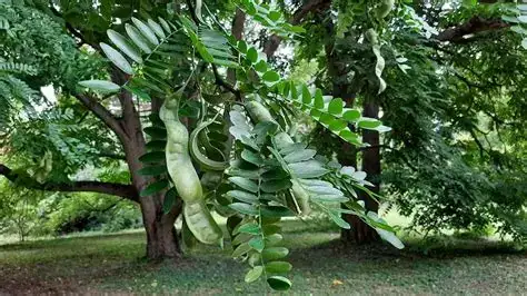 山皂荚 (Gleditsia japonica) — 细节