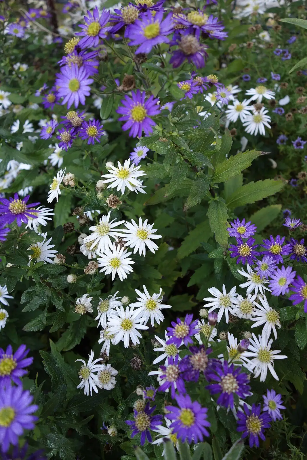 三脉紫菀 (Aster ageratoides) — 更多视角