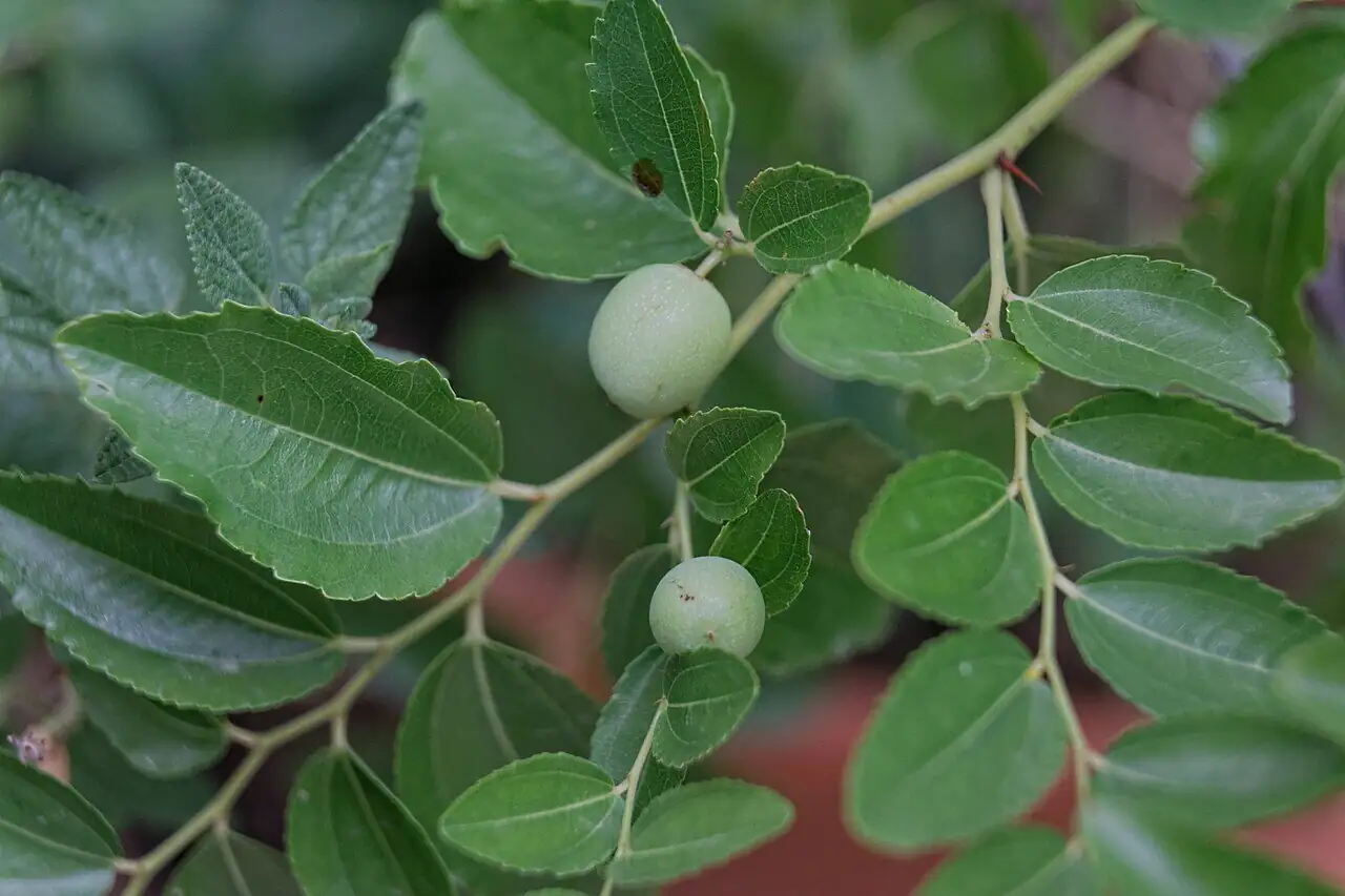 枣 (Ziziphus jujuba) — 细节