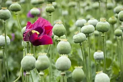 罂粟 (Papaver somniferum) — 细节