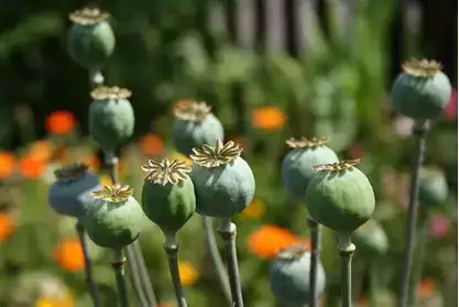 罂粟 (Papaver somniferum) — 主图
