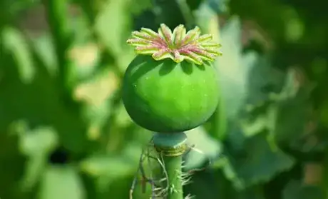 罂粟 (Papaver somniferum) — 特写