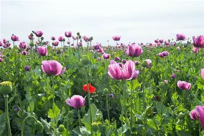 罂粟 (Papaver somniferum) — 环境展示