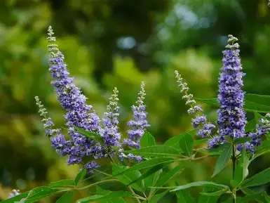 牡荆 (Vitex negundo var. cannabifolia) — 主图