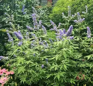 牡荆 (Vitex negundo var. cannabifolia) — 特写