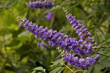 牡荆 (Vitex negundo var. cannabifolia) — 细节