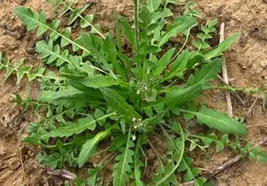 荠菜 (Capsella bursa-pastoris) — 更多视角
