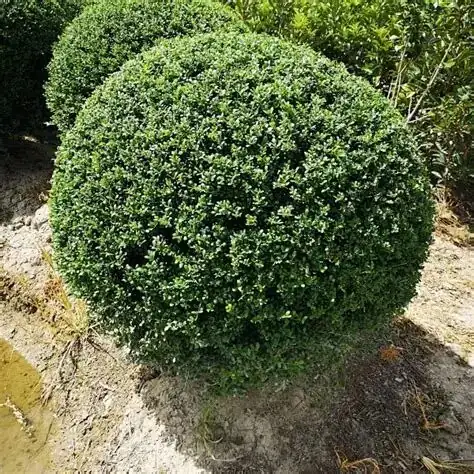 龟甲冬青 (Ilex crenata var. convexa) — 更多视角