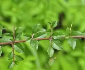 雀梅藤 (Sageretia thea) — 环境展示