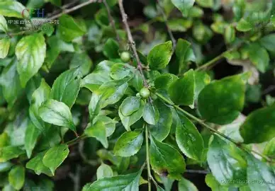 雀梅藤 (Sageretia thea) — 主图