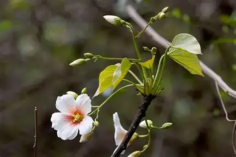 油桐 (Vernicia fordii) — 特写