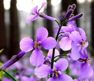 诸葛菜 (Orychophragmus violaceus) — 特写