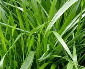 黑麦草 (Lolium perenne) — 环境展示