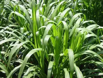 黑麦草 (Lolium perenne) — 更多视角