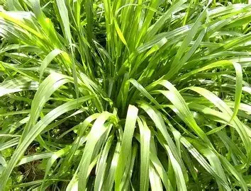 黑麦草 (Lolium perenne) — 更多视角