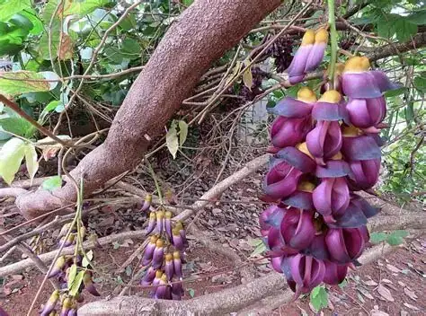 常春油麻藤 (Mucuna sempervirens) — 特写