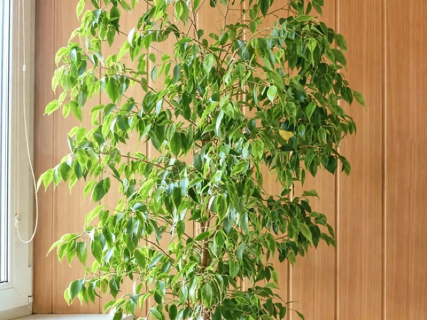 Ficus benjamina care tips