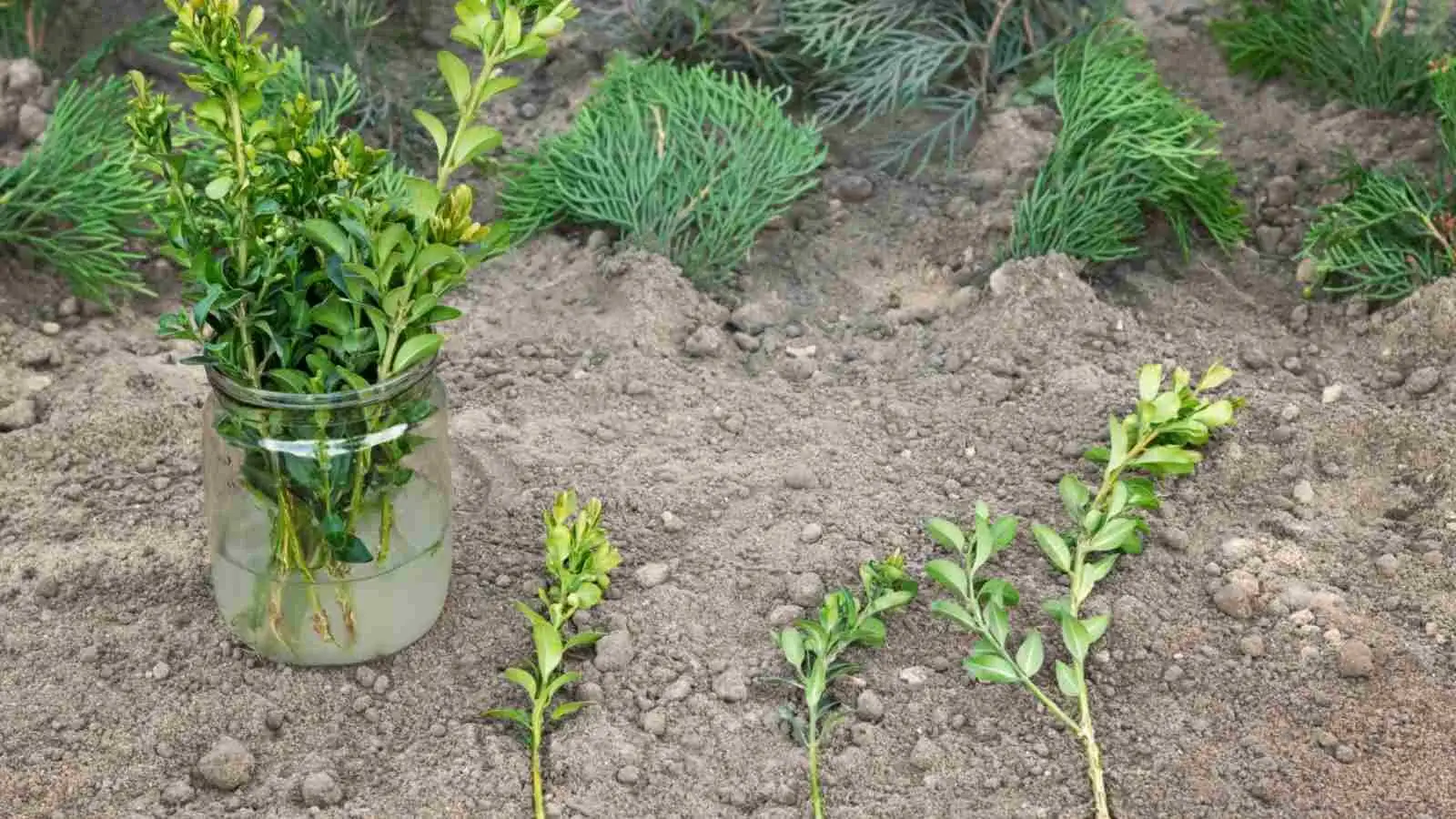 Mastering Boxwood Care: Your Year-Round Guide… – Oasislink