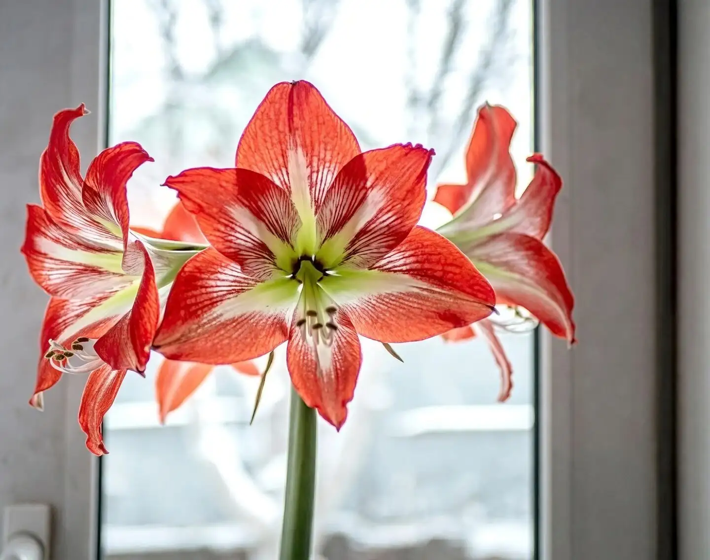 amaryllis in living room decor