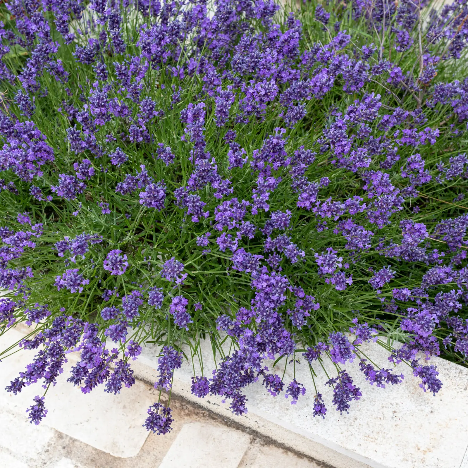 lavender plant dry warm environment