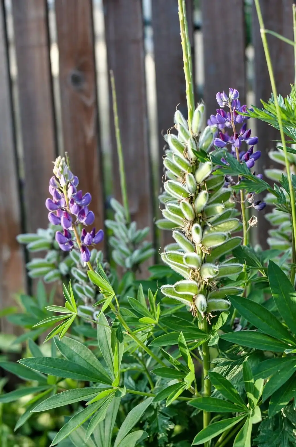lupine garden rows spacing