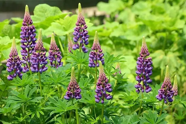 一支花穗点亮花境：羽扇豆×狐尾花×飞燕草的高低搭配公式