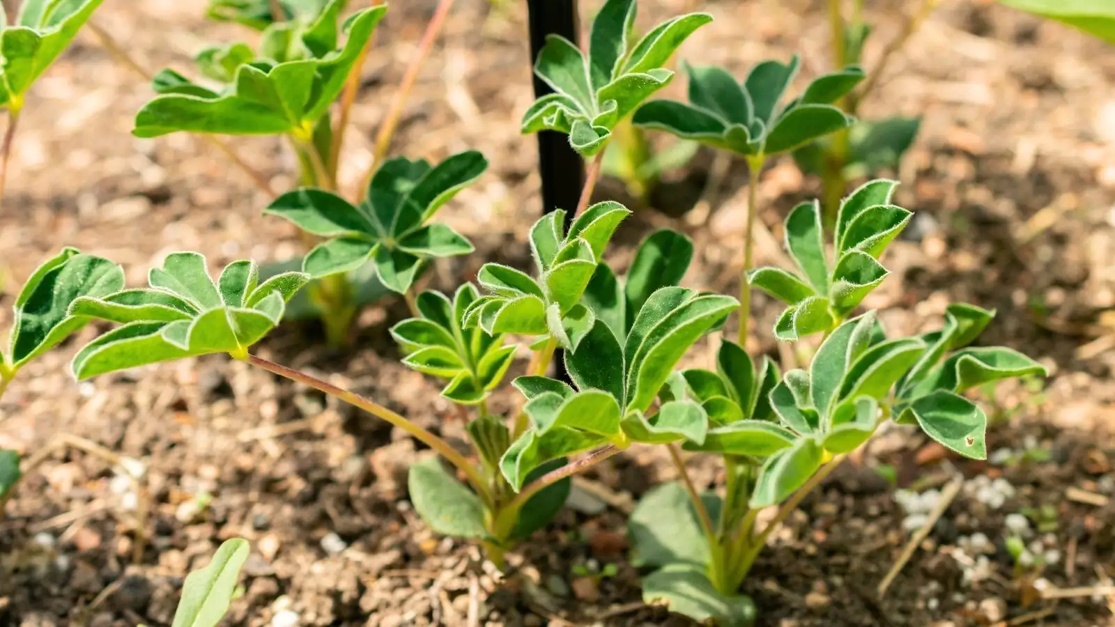 lupine steps corner planting
