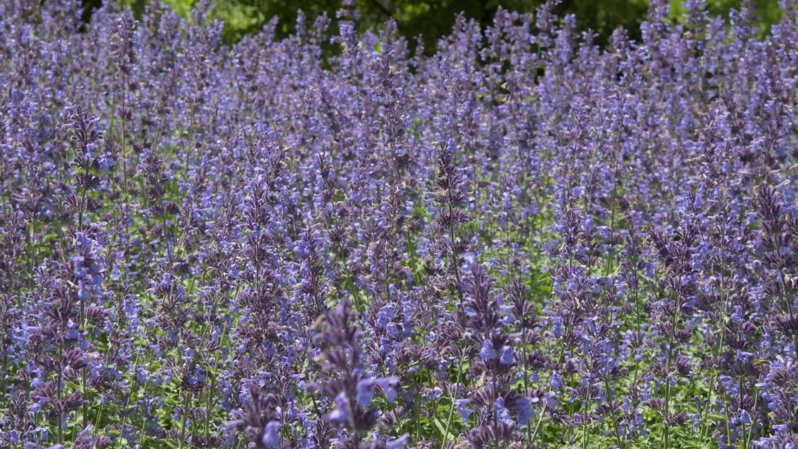 lupine salvia nepeta mixed bed